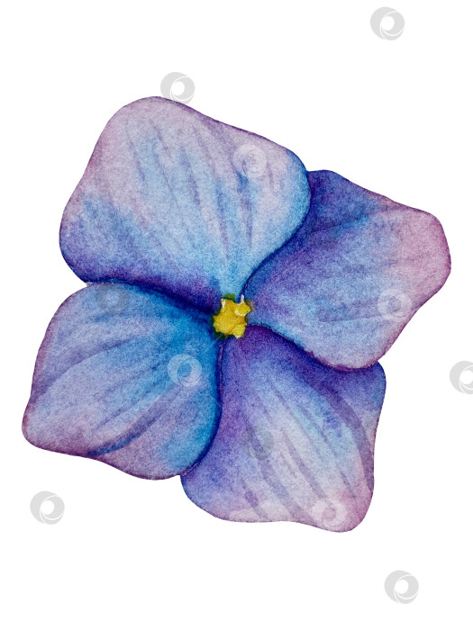 Скачать Розовые садовые цветы на белом фоне, акварельная иллюстрация. Розовый цветочный букет, бордовые пионы в обрамлении. сиреневая гортензия, рамка, венок. Летний дизайн. Приглашение на свадьбу фотосток Ozero