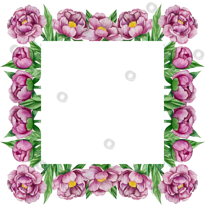 Скачать Розовые садовые цветы на белом фоне, иллюстрация акварелью. Розовый цветочный букет, бордовые пионы в обрамлении. сиреневая гортензия, рамка, венок. Летний дизайн. Приглашение на свадьбу фотосток Ozero