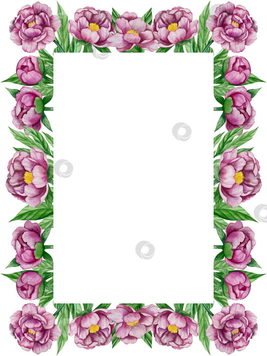 Скачать Розовые садовые цветы на белом фоне, иллюстрация акварелью. Розовый цветочный букет, бордовые пионы в обрамлении. сиреневая гортензия, рамка, венок. Летний дизайн. Приглашение на свадьбу фотосток Ozero