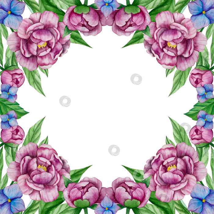 Скачать Розовые садовые цветы на белом фоне, акварельная иллюстрация. Розовый цветочный букет, бордовые пионы в обрамлении. сиреневая гортензия, рамка, венок. Летний дизайн. Приглашение на свадьбу фотосток Ozero