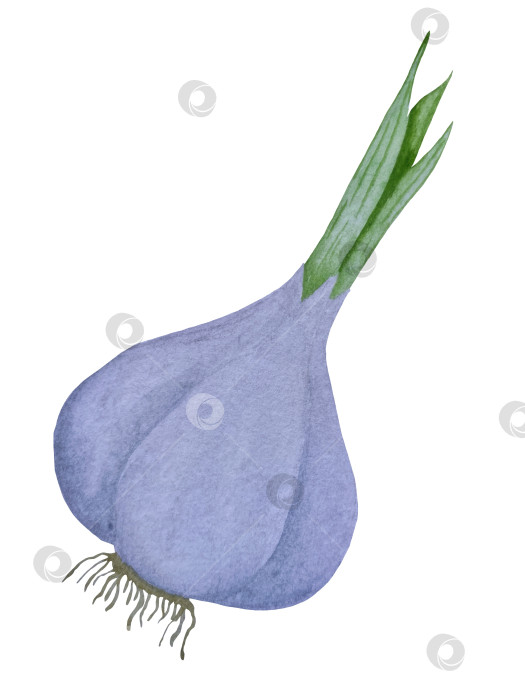 Скачать Акварельная иллюстрация пиццы и набора иллюстраций ингредиентов. Нарисованная от руки итальянская еда быстрого приготовления на белом фоне. фотосток Ozero