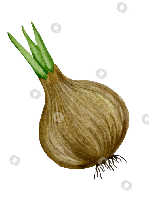 Скачать Акварельная иллюстрация пиццы и набора иллюстраций ингредиентов. Нарисованная от руки итальянская еда быстрого приготовления на белом фоне. фотосток Ozero