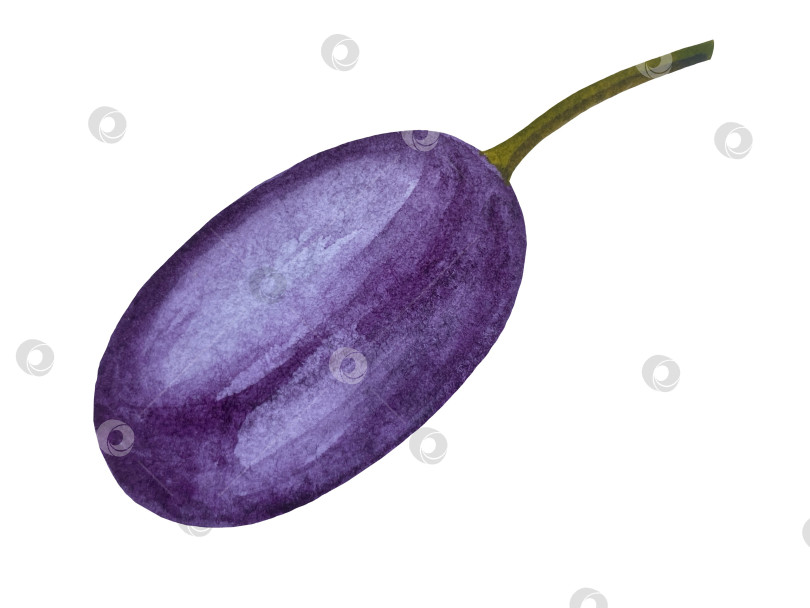 Скачать Акварельная иллюстрация пиццы и набора иллюстраций ингредиентов. Нарисованная от руки итальянская еда быстрого приготовления на белом фоне. фотосток Ozero