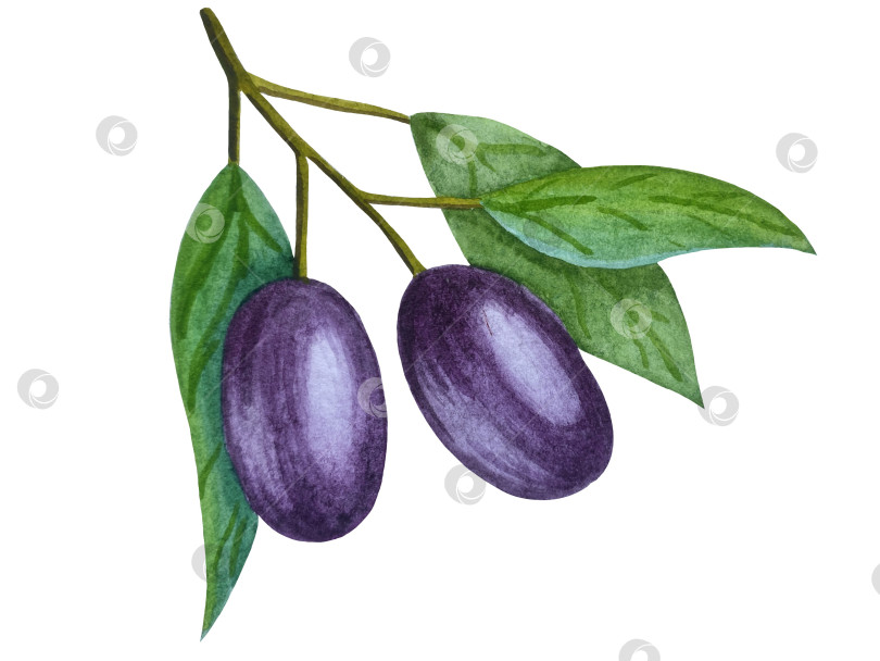 Скачать Акварельная иллюстрация пиццы и набора иллюстраций ингредиентов. Нарисованная от руки итальянская еда быстрого приготовления на белом фоне. фотосток Ozero