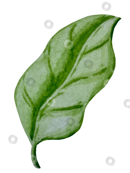 Скачать Акварельная иллюстрация пиццы и набора иллюстраций ингредиентов. Нарисованная от руки итальянская еда быстрого приготовления на белом фоне. фотосток Ozero