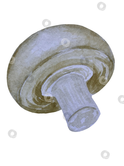 Скачать Акварельная иллюстрация пиццы и набора иллюстраций ингредиентов. Нарисованная от руки итальянская еда быстрого приготовления на белом фоне. фотосток Ozero