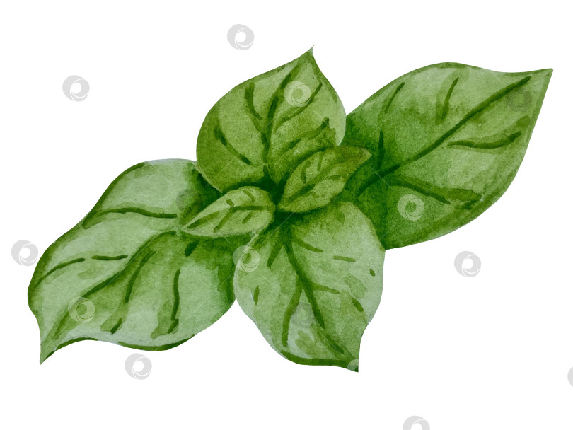 Скачать Акварельная иллюстрация пиццы и набора иллюстраций ингредиентов. Нарисованная от руки итальянская еда быстрого приготовления на белом фоне. фотосток Ozero