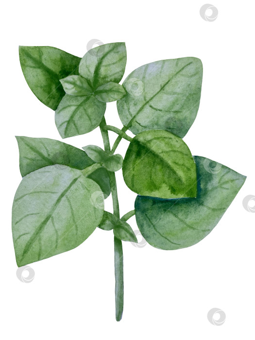 Скачать Акварельная иллюстрация пиццы и набора иллюстраций ингредиентов. Нарисованная от руки итальянская еда быстрого приготовления на белом фоне. фотосток Ozero