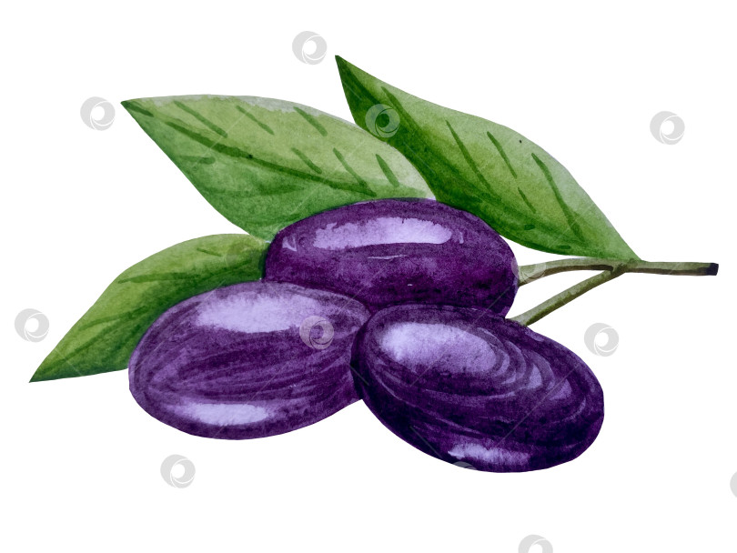 Скачать Акварельная иллюстрация пиццы и набора иллюстраций ингредиентов. Нарисованная от руки итальянская еда быстрого приготовления на белом фоне. фотосток Ozero