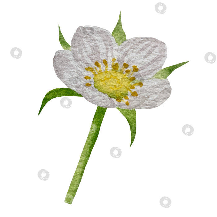 Скачать Акварельный клипарт с клубникой. Выделенная клубника, красные ягоды и листья на белом фоне. Реалистичная иллюстрация ручной росписи для чая, варенья или этикетки натуральной косметики фотосток Ozero