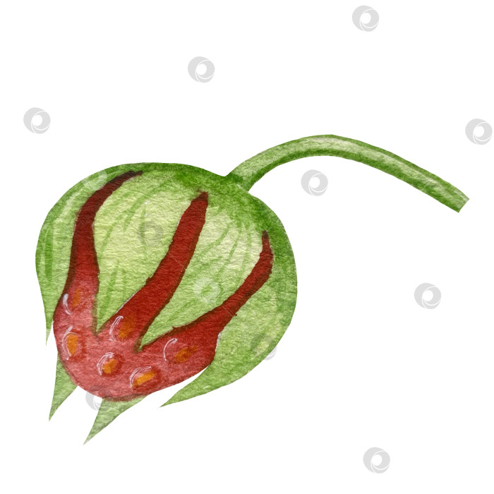 Скачать Акварельный клипарт с клубникой. Выделенная клубника, красные ягоды и листья на белом фоне. Реалистичная иллюстрация ручной росписи для чая, варенья или этикетки натуральной косметики фотосток Ozero