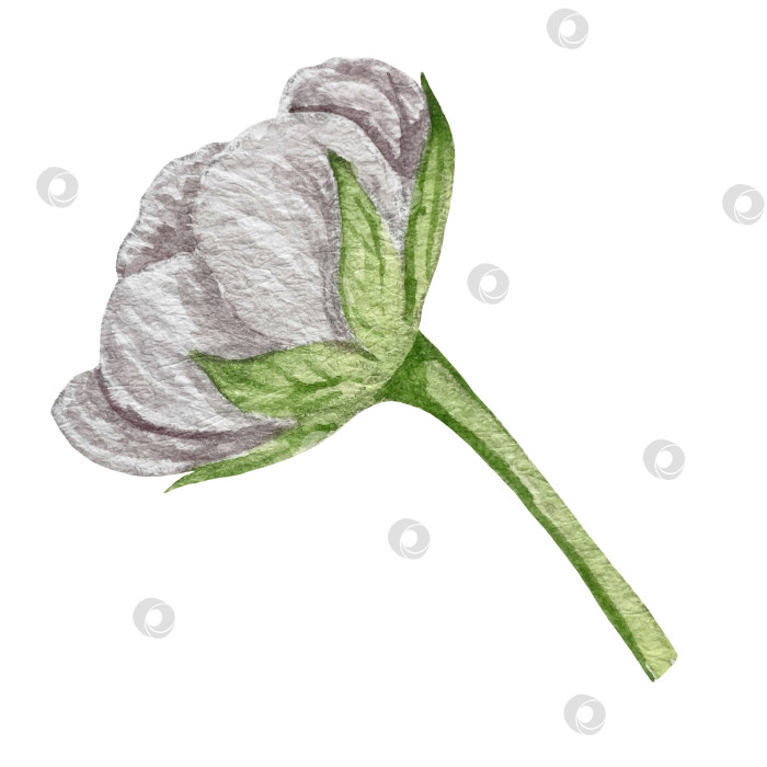 Скачать Акварельный клипарт с клубникой. Выделенная клубника, красные ягоды и листья на белом фоне. Реалистичная иллюстрация ручной росписи для чая, варенья или этикетки натуральной косметики фотосток Ozero