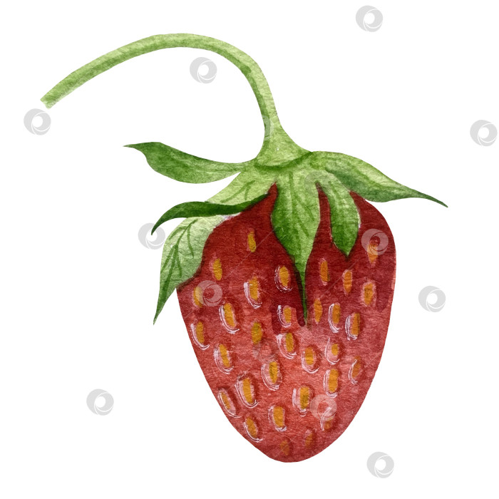 Скачать Акварельный клипарт с клубникой. Выделенная клубника, красные ягоды и листья на белом фоне. Реалистичная иллюстрация ручной росписи для чая, варенья или этикетки натуральной косметики фотосток Ozero