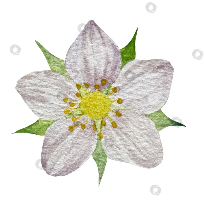 Скачать Акварельный клипарт с клубникой. Выделенная клубника, красные ягоды и листья на белом фоне. Реалистичная иллюстрация ручной росписи для чая, варенья или этикетки натуральной косметики фотосток Ozero