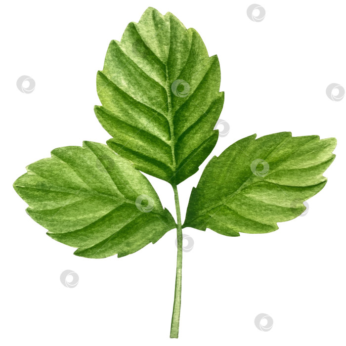 Скачать Акварельный клипарт с клубникой. Выделенная клубника, красные ягоды и листья на белом фоне. Реалистичная иллюстрация ручной росписи для чая, варенья или этикетки натуральной косметики фотосток Ozero