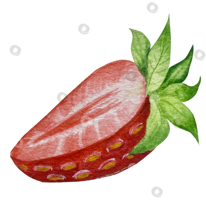 Скачать Акварельный клипарт с клубникой. Выделенная клубника, красные ягоды и листья на белом фоне. Реалистичная иллюстрация ручной росписи для чая, варенья или этикетки натуральной косметики фотосток Ozero