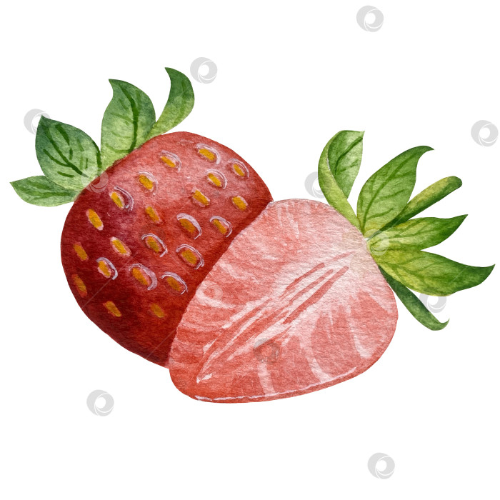 Скачать Акварельный клипарт с клубникой. Выделенная клубника, красные ягоды и листья на белом фоне. Реалистичная иллюстрация ручной росписи для чая, варенья или этикетки натуральной косметики фотосток Ozero