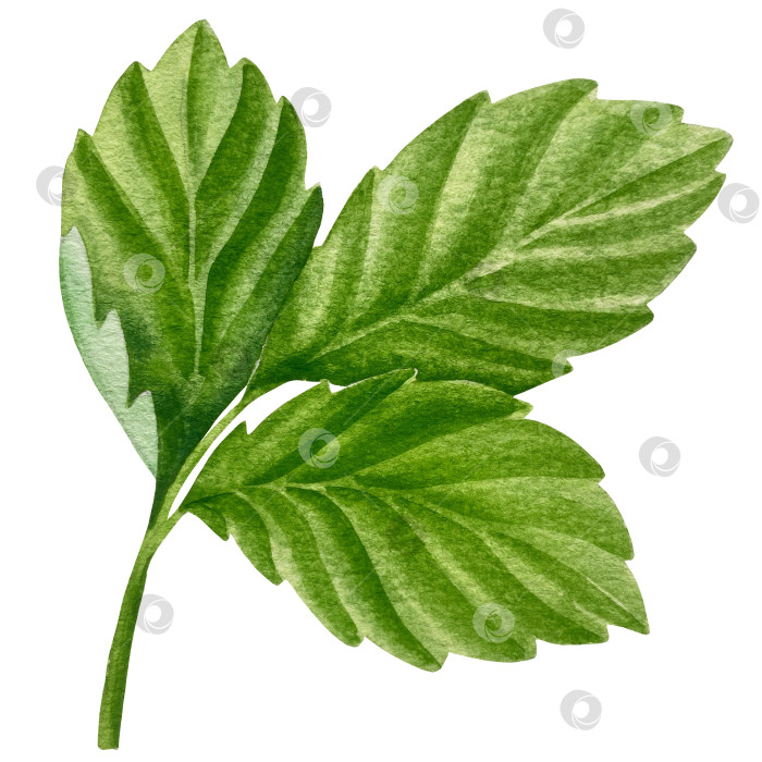 Скачать Акварельный клипарт с клубникой. Выделенная клубника, красные ягоды и листья на белом фоне. Реалистичная иллюстрация ручной росписи для чая, варенья или этикетки натуральной косметики фотосток Ozero