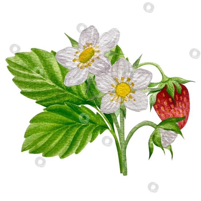 Скачать Акварельный клипарт с клубникой. Выделенная клубника, красные ягоды и листья на белом фоне. Реалистичная иллюстрация ручной росписи для чая, варенья или этикетки натуральной косметики фотосток Ozero