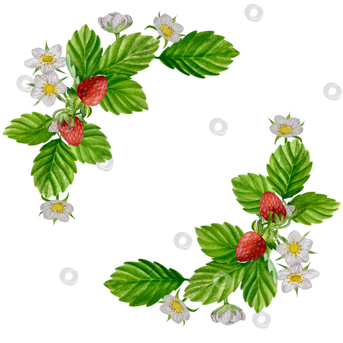 Скачать Акварельный клипарт с клубникой. Выделенная клубника, красные ягоды и листья на белом фоне. Реалистичная иллюстрация ручной росписи для чая, варенья или этикетки натуральной косметики фотосток Ozero
