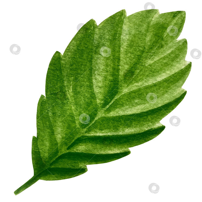 Скачать Акварельный клипарт с клубникой. Выделенная клубника, красные ягоды и листья на белом фоне. Реалистичная иллюстрация ручной росписи для чая, варенья или этикетки натуральной косметики фотосток Ozero