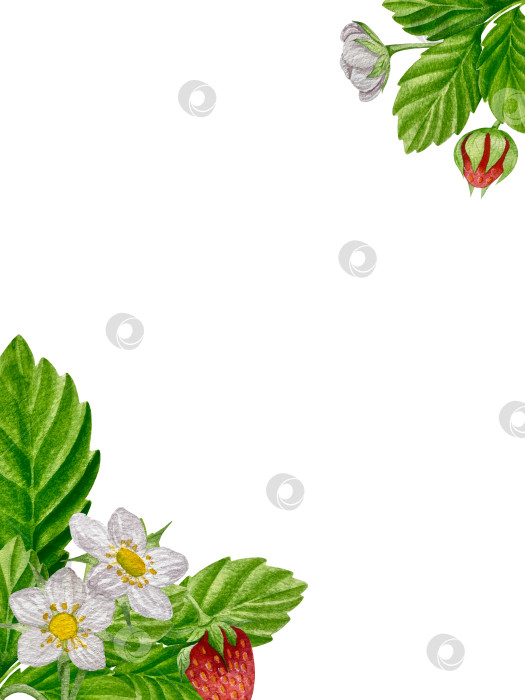 Скачать Акварельный клипарт с клубникой. Выделенная клубника, красные ягоды и листья на белом фоне. Реалистичная иллюстрация ручной росписи для чая, варенья или этикетки натуральной косметики фотосток Ozero