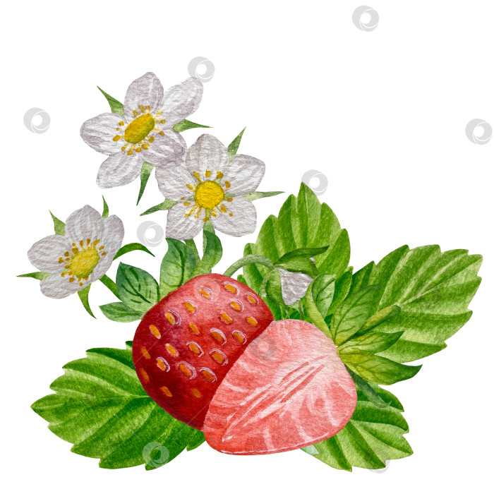 Скачать Акварельный клипарт с клубникой. Выделенная клубника, красные ягоды и листья на белом фоне. Реалистичная иллюстрация ручной росписи для чая, варенья или этикетки натуральной косметики фотосток Ozero