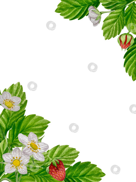 Скачать Акварельный клипарт с клубникой. Выделенная клубника, красные ягоды и листья на белом фоне. Реалистичная иллюстрация ручной росписи для чая, варенья или этикетки натуральной косметики фотосток Ozero