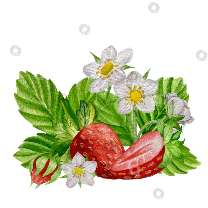 Скачать Акварельный клипарт с клубникой. Выделенная клубника, красные ягоды и листья на белом фоне. Реалистичная иллюстрация ручной росписи для чая, варенья или этикетки натуральной косметики фотосток Ozero