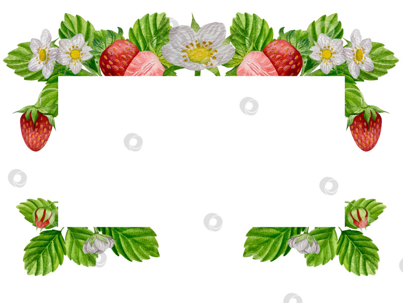 Скачать Акварельный клипарт с клубникой. Выделенная клубника, красные ягоды и листья на белом фоне. Реалистичная иллюстрация ручной росписи для чая, варенья или этикетки натуральной косметики фотосток Ozero