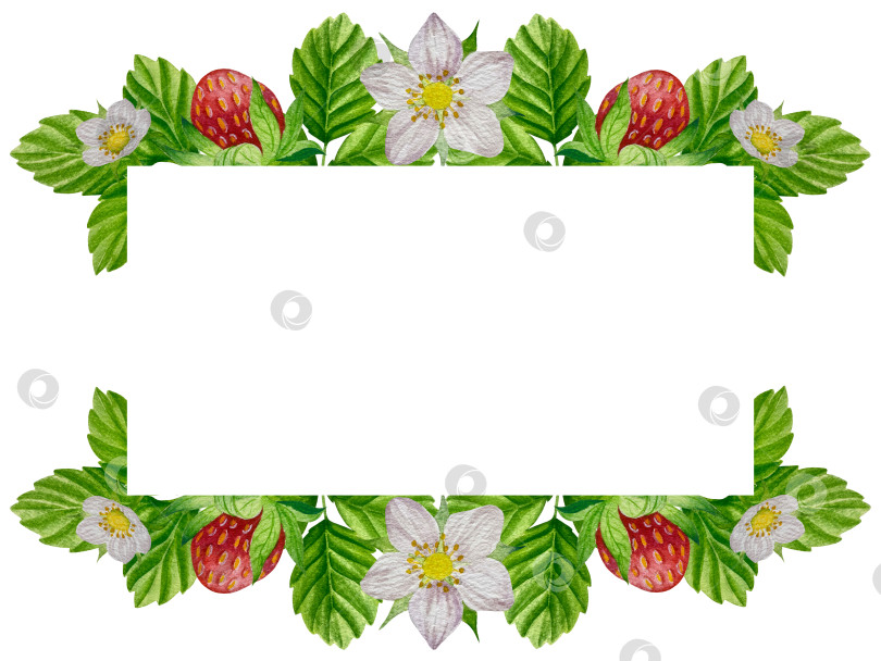 Скачать Акварельный клипарт с клубникой. Выделенная клубника, красные ягоды и листья на белом фоне. Реалистичная иллюстрация ручной росписи для чая, варенья или этикетки натуральной косметики фотосток Ozero