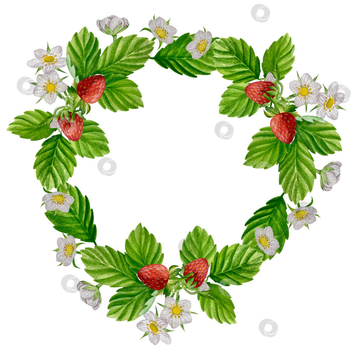 Скачать Акварельный клипарт с клубникой. Выделенная клубника, красные ягоды и листья на белом фоне. Реалистичная иллюстрация ручной росписи для чая, варенья или этикетки натуральной косметики фотосток Ozero