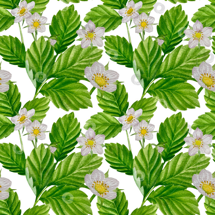 Скачать Акварельный клипарт с клубникой. Выделенная клубника, красные ягоды и листья на белом фоне. Реалистичная иллюстрация ручной росписи для чая, варенья или этикетки натуральной косметики фотосток Ozero