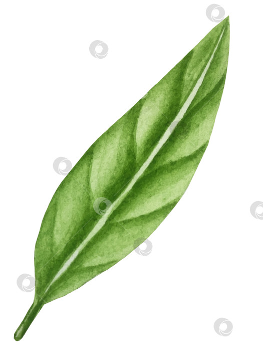 Скачать Летний пляжный набор, нарисованный акварелью от руки, с элементами прибрежного курорта, такими как пальма, пляжный зонт, коктейли, ракушки, солнцезащитные очки, шляпа и цветы. Элементы для дизайна открыток, упаковки, веб-сайта. фотосток Ozero