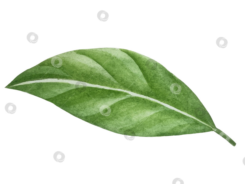 Скачать Летний пляжный набор, нарисованный акварелью от руки, с элементами прибрежного курорта, такими как пальма, пляжный зонт, коктейли, ракушки, солнцезащитные очки, шляпа и цветы. Элементы для дизайна открыток, упаковки, веб-сайта. фотосток Ozero