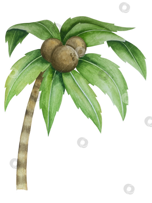 Скачать Летний пляжный набор, нарисованный акварелью от руки, с элементами прибрежного курорта, такими как пальма, пляжный зонт, коктейли, ракушки, солнцезащитные очки, шляпа и цветы. Элементы для дизайна открыток, упаковки, веб-сайта. фотосток Ozero