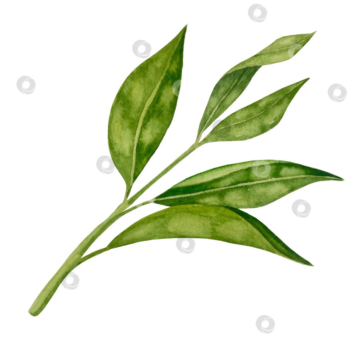 Скачать Свежие листья зеленого чая, чашка чая и чайник для заваривания, набор для чаепития с цветами и ягодами шиповника. Иллюстрация к Международному дню чая. Отдельные элементы, нарисованные акварелью от руки. фотосток Ozero