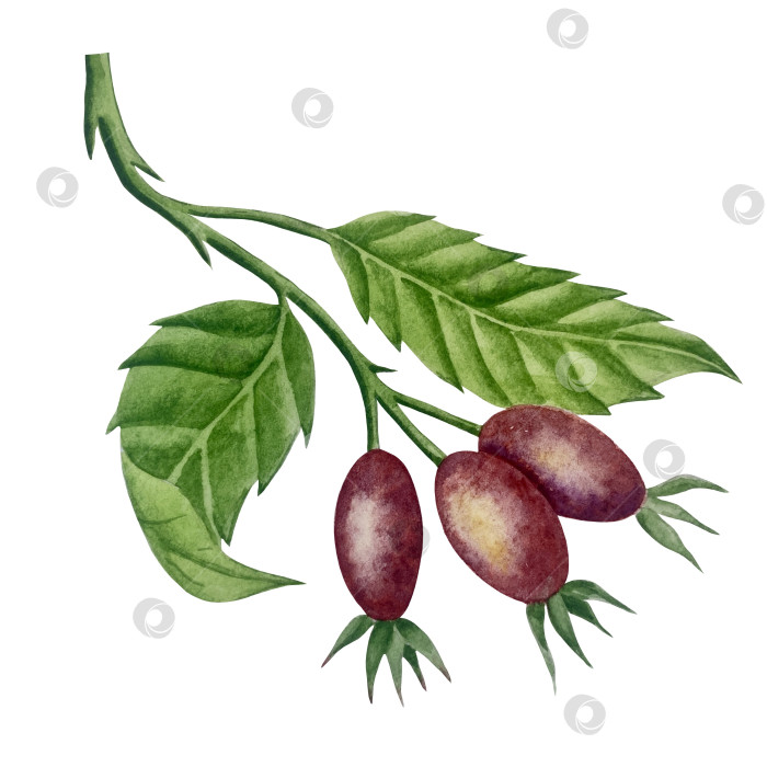 Скачать Свежие листья зеленого чая, чашка чая и чайник для заваривания, набор для чаепития с цветами и ягодами шиповника. Иллюстрация к Международному дню чая. Отдельные элементы, нарисованные акварелью от руки. фотосток Ozero