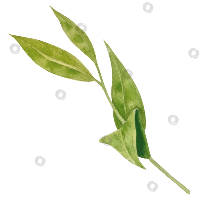 Скачать Свежие листья зеленого чая, чашка чая и чайник для заваривания, набор для чаепития с цветами и ягодами шиповника. Иллюстрация к Международному дню чая. Отдельные элементы, нарисованные акварелью от руки. фотосток Ozero