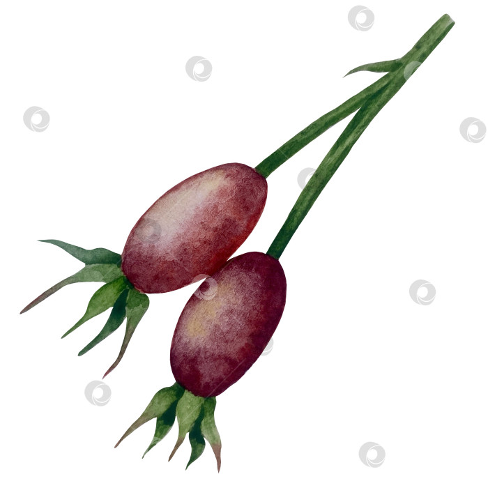 Скачать Свежие листья зеленого чая, чашка чая и чайник для заваривания, набор для чаепития с цветами и ягодами шиповника. Иллюстрация к Международному дню чая. Отдельные элементы, нарисованные акварелью от руки. фотосток Ozero