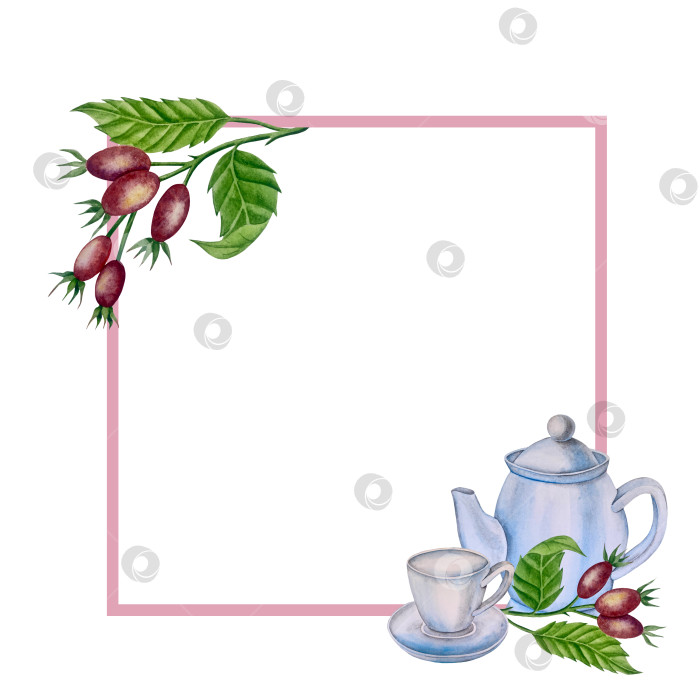 Скачать Свежие листья зеленого чая, чашка чая и чайник для заваривания, набор для чаепития с цветами и ягодами шиповника. Иллюстрация к Международному дню чая. Отдельные элементы, нарисованные акварелью от руки. фотосток Ozero