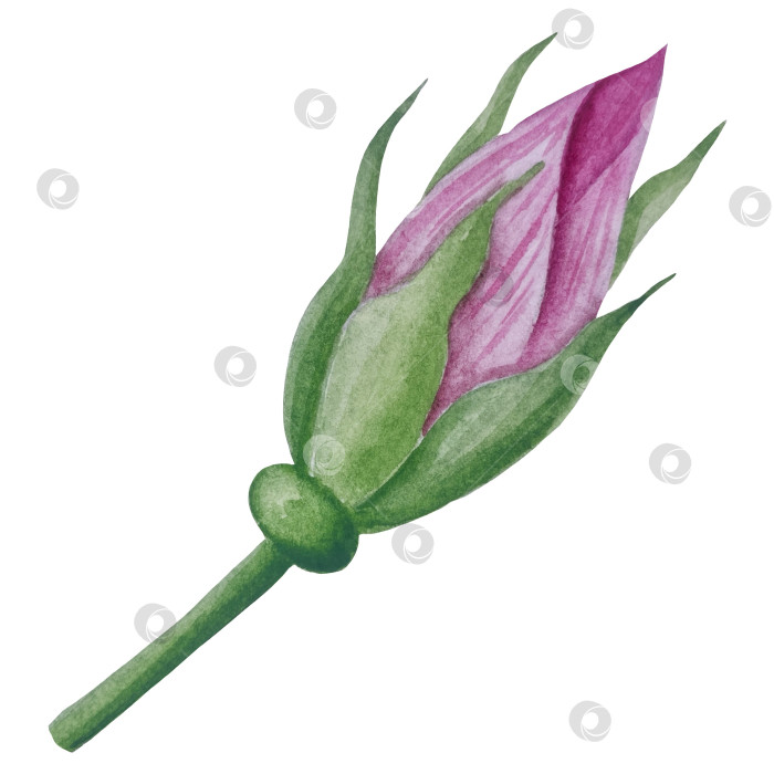 Скачать Свежие листья зеленого чая, чашка чая и чайник для заваривания, набор для чаепития с цветами и ягодами шиповника. Иллюстрация к Международному дню чая. Отдельные элементы, нарисованные акварелью от руки. фотосток Ozero