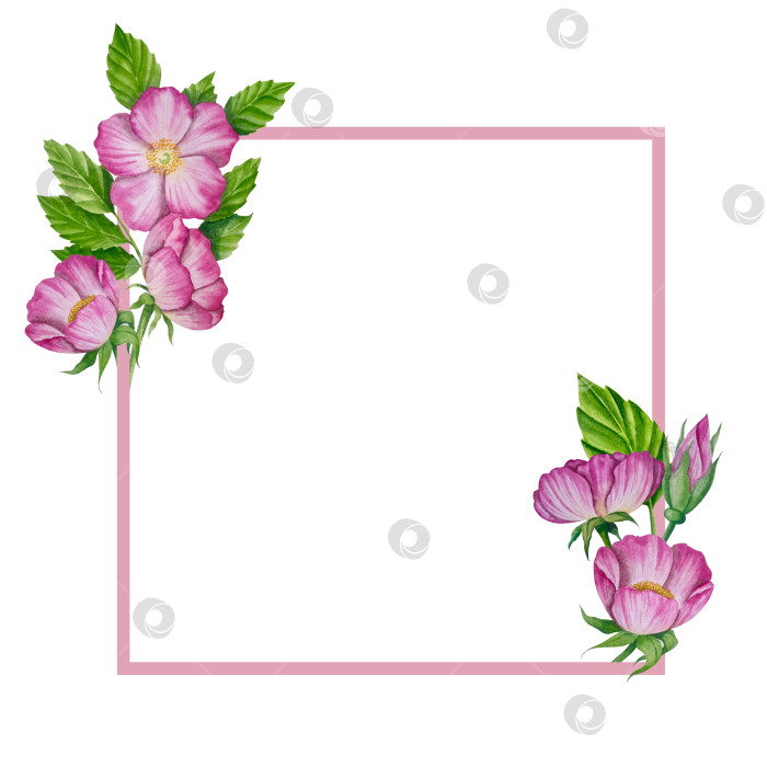 Скачать Свежие листья зеленого чая, чашка чая и чайник для заваривания, набор для чаепития с цветами и ягодами шиповника. Иллюстрация к Международному дню чая. Отдельные элементы, нарисованные акварелью от руки. фотосток Ozero