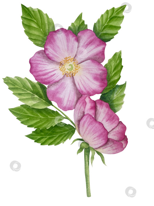 Скачать Свежие листья зеленого чая, чашка чая и чайник для заваривания, набор для чаепития с цветами и ягодами шиповника. Иллюстрация к Международному дню чая. Отдельные элементы, нарисованные акварелью от руки. фотосток Ozero