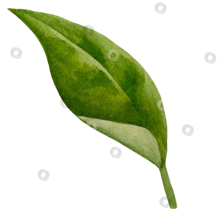 Скачать Свежие листья зеленого чая, чашка чая и чайник для заваривания, набор для чаепития с цветами и ягодами шиповника. Иллюстрация к Международному дню чая. Отдельные элементы, нарисованные акварелью от руки. фотосток Ozero