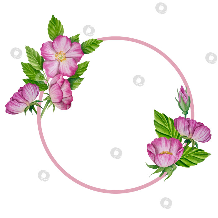 Скачать Свежие листья зеленого чая, чашка чая и чайник для заваривания, набор для чаепития с цветами и ягодами шиповника. Иллюстрация к Международному дню чая. Отдельные элементы, нарисованные акварелью от руки. фотосток Ozero