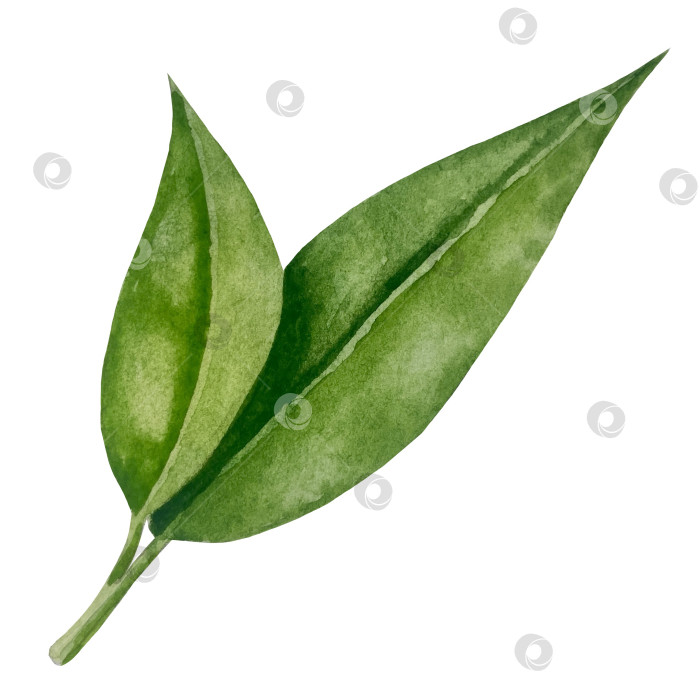 Скачать Свежие листья зеленого чая, чашка чая и чайник для заваривания, набор для чаепития с цветами и ягодами шиповника. Иллюстрация к Международному дню чая. Отдельные элементы, нарисованные акварелью от руки. фотосток Ozero