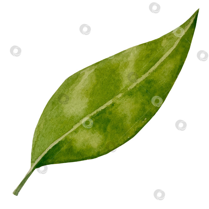 Скачать Свежие листья зеленого чая, чашка чая и чайник для заваривания, набор для чаепития с цветами и ягодами шиповника. Иллюстрация к Международному дню чая. Отдельные элементы, нарисованные акварелью от руки. фотосток Ozero