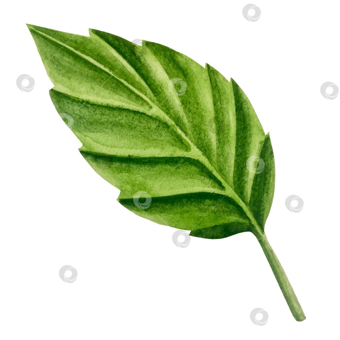 Скачать Свежие листья зеленого чая, чашка чая и чайник для заваривания, набор для чаепития с цветами и ягодами шиповника. Иллюстрация к Международному дню чая. Отдельные элементы, нарисованные акварелью от руки. фотосток Ozero