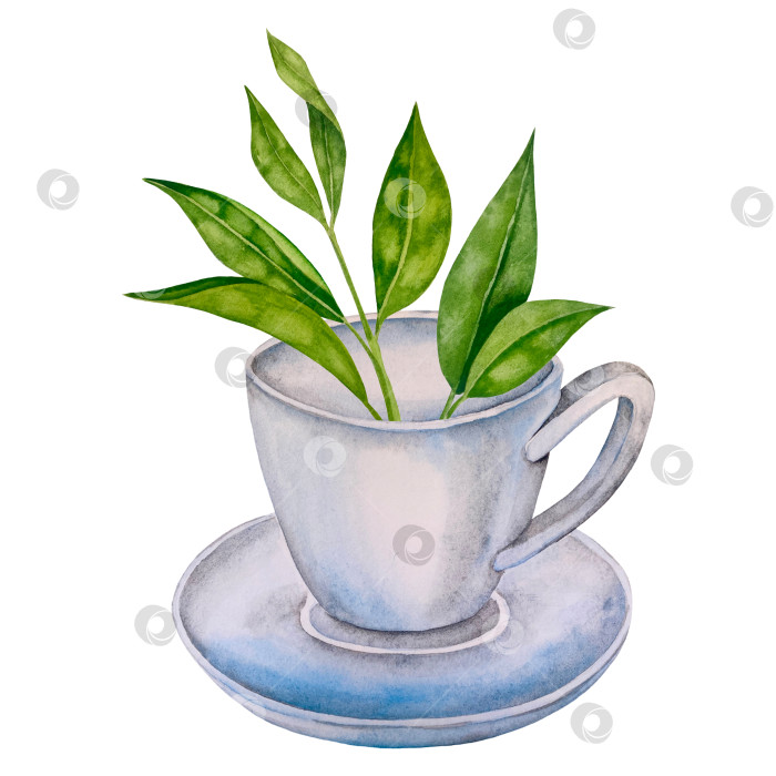 Скачать Свежие листья зеленого чая, чашка чая и чайник для заваривания, набор для чаепития с цветами и ягодами шиповника. Иллюстрация к Международному дню чая. Отдельные элементы, нарисованные акварелью от руки. фотосток Ozero